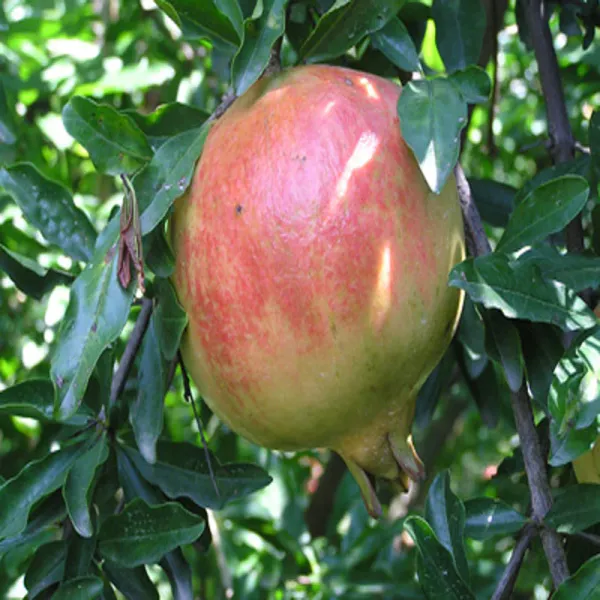 Surh_Hybrid_Anar_Pomegranate_Fruit_Plant_&_Tree_For_Home_Gardening_(Plant_Hight_1.5-3.6_Ft)