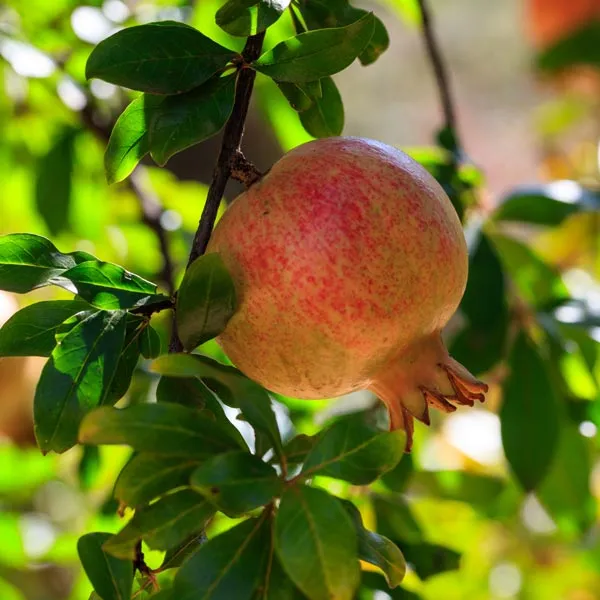 Surh_Hybrid_Anar_Pomegranate_Fruit_Plant_&_Tree_For_Home_Gardening_(Plant_Hight_1.5-3.6_Ft)