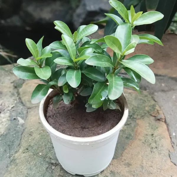White_Ixora_Flowering_Plant