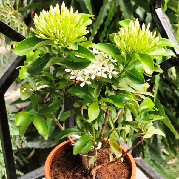 White_Ixora_Flowering_Plant