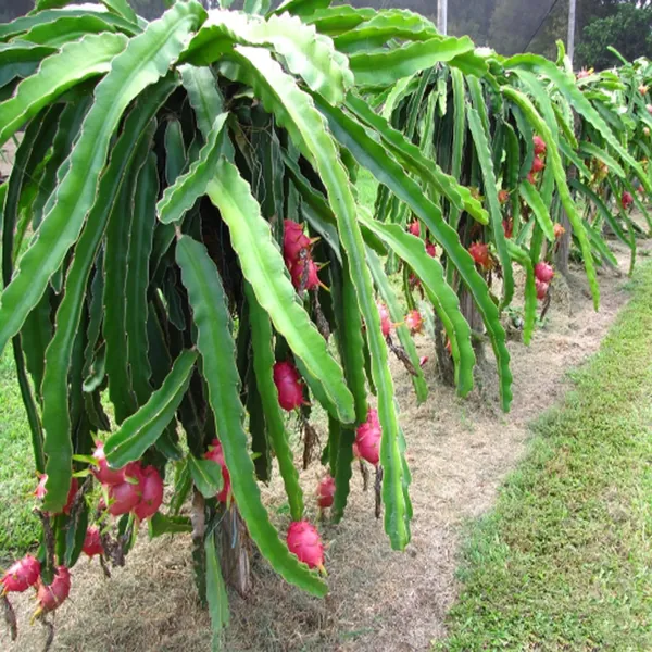 Pack_Of_3_White,_Pink_&_Yellow_Colombiana_Dragon_Fruit_Cutting/Grafted_Fruit_Plant_(1-2_Feet_Height)