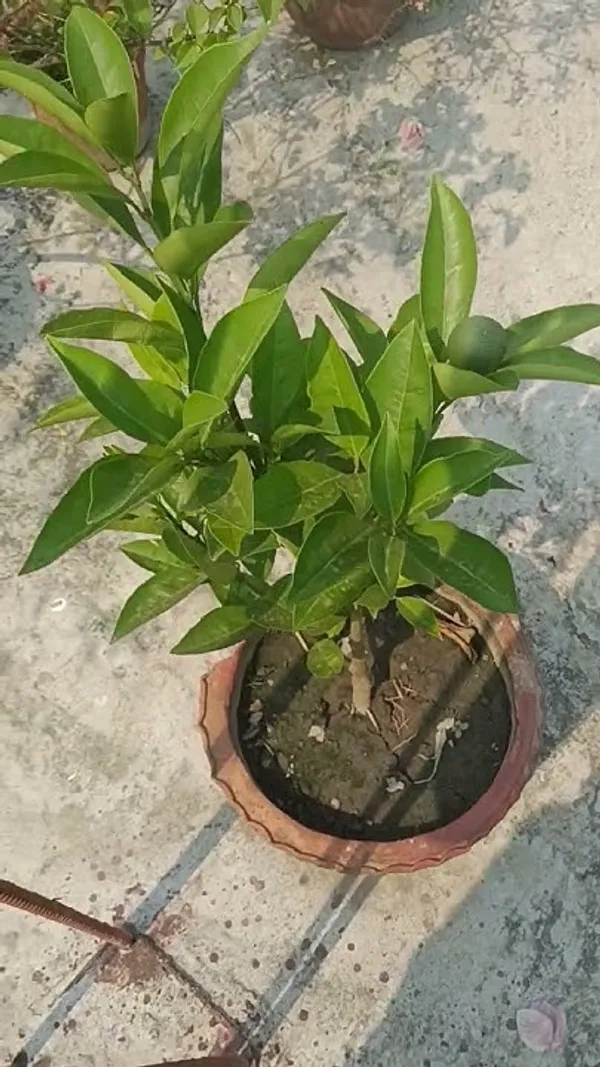 Indian_Siki_Malta_Plant_All_Time_Variety_Grafted_Fruit_Plants_&_Tree_Healthy_Plant_In_Nursery_Grow_Bag