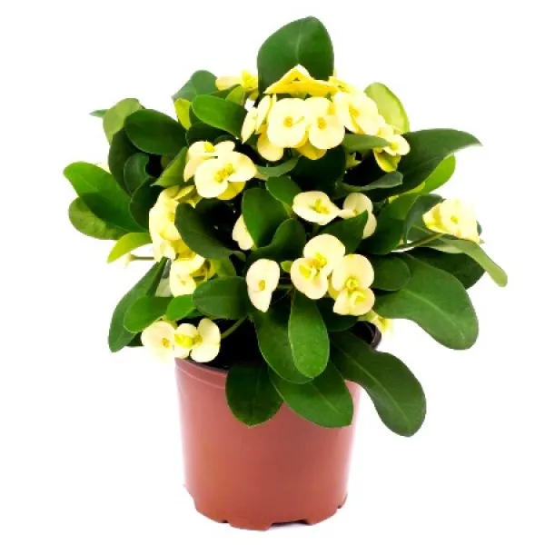 Euphoria_Yellow_Plant