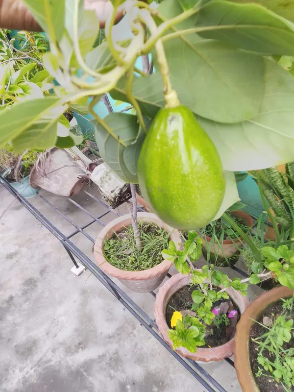Purple_Avocado_Hass_Plant_Grafted_And_Hybrid_Plants_Organic_Plant_For_Gardening