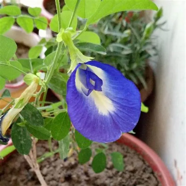 Blue_Aparajita_/_Nilkontho_Flowering_Plant