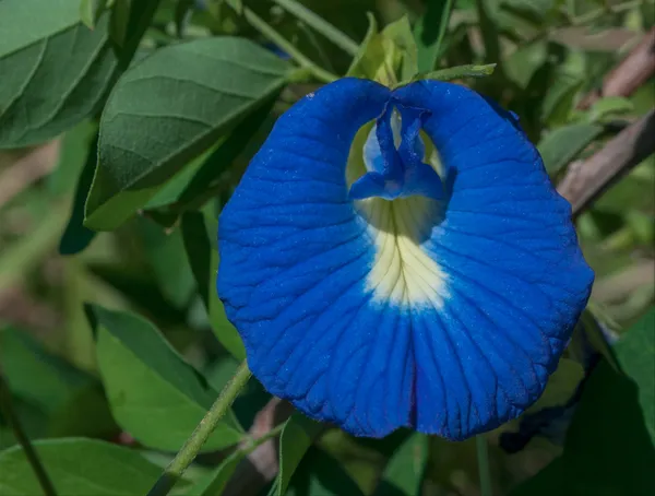 Blue_Aparajita_/_Nilkontho_Flowering_Plant