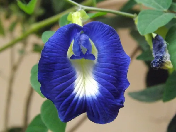 Blue_Aparajita_/_Nilkontho_Flowering_Plant