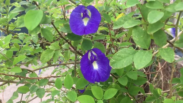 Blue_Aparajita_/_Nilkontho_Flowering_Plant