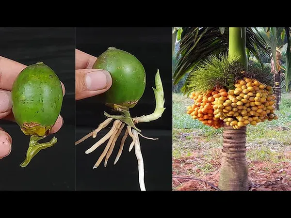 Red_Short_Time_Betel_Nut__Plant_Organic_Live_Plant_For_Gardening