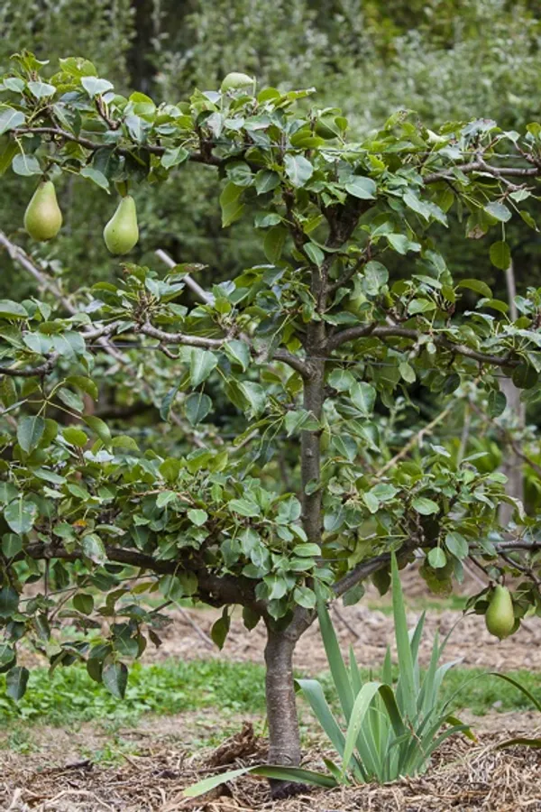 Pear|_Nashpati_Hybrid_Fruit_Plant_&_Tree_For_Home_Gardening_(1.5-3.5_Ft_Hight)_Pear_Grafted_ive_Fruit_Plant