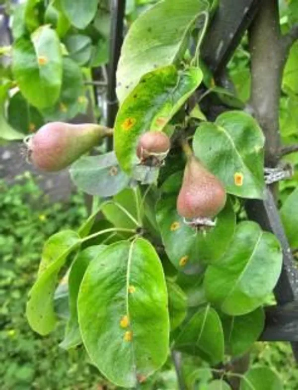 Pear|_Nashpati_Hybrid_Fruit_Plant_&_Tree_For_Home_Gardening_(1.5-3.5_Ft_Hight)_Pear_Grafted_ive_Fruit_Plant