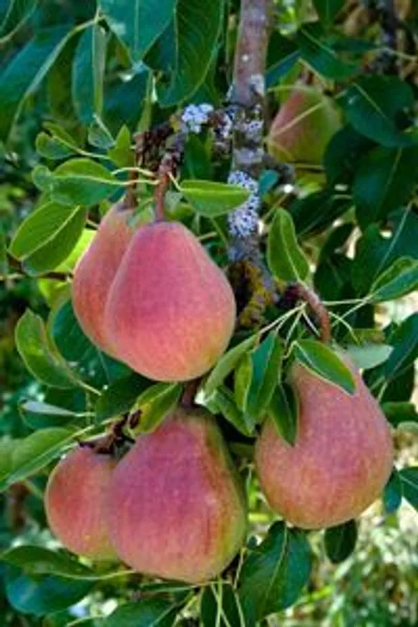Pear|_Nashpati_Hybrid_Fruit_Plant_&_Tree_For_Home_Gardening_(1.5-3.5_Ft_Hight)_Pear_Grafted_ive_Fruit_Plant