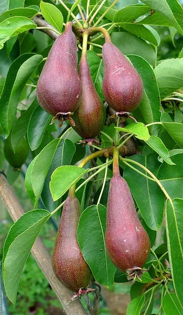 Pear|_Nashpati_Hybrid_Fruit_Plant_&_Tree_For_Home_Gardening_(1.5-3.5_Ft_Hight)_Pear_Grafted_ive_Fruit_Plant