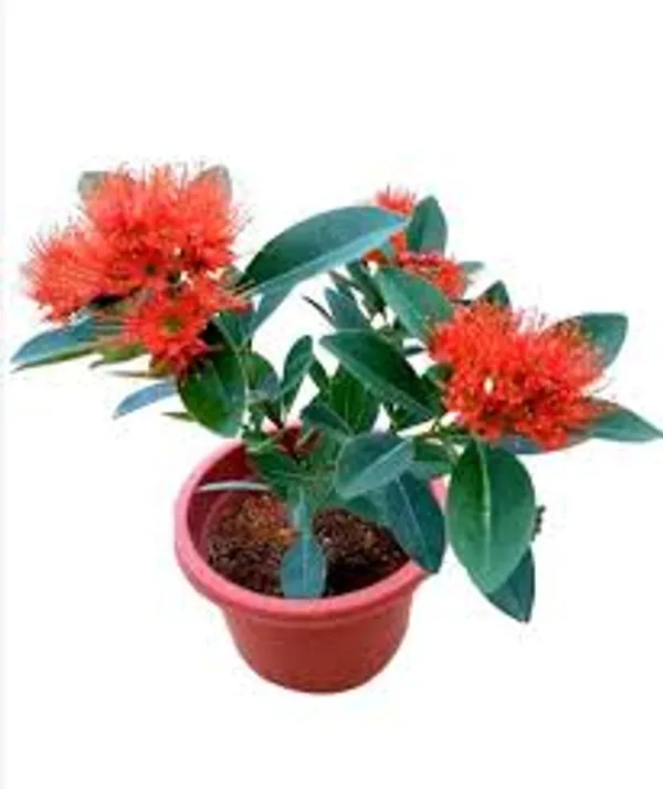 First_Love_Red_Outdoor_Gardening_Plant