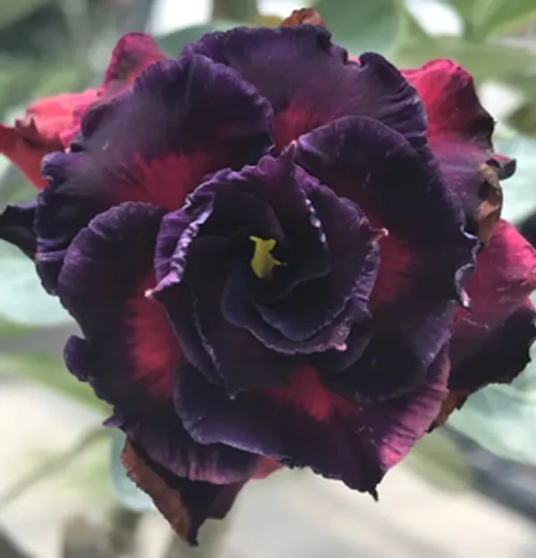 Rosey_Veriety_Grafted_Adenium