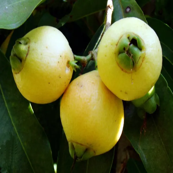 Rose_Apple_Hybrid_Plant
