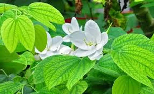 Bauhinia_Dwarf_White_Plant