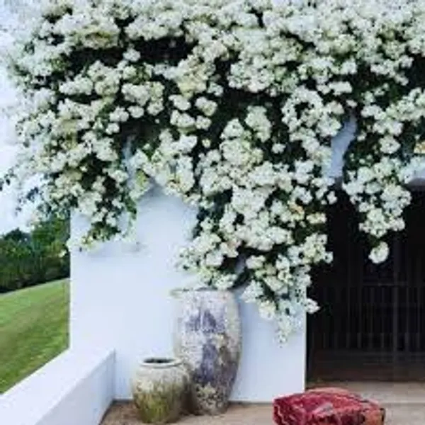 Miniature_Bougainvillea_White_Plant