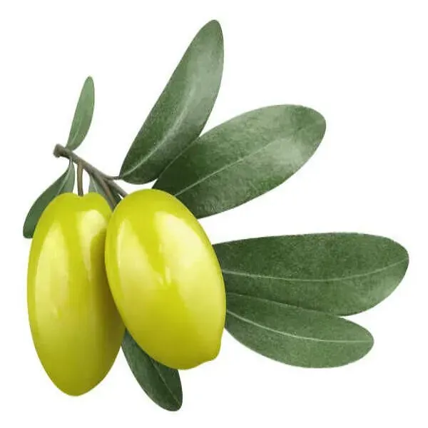 All_Time_Sweet_Olive_Plant_Thai_Variety_Olive_Fruit_Plant_&_Tree_(1.5-3.5_Ft_Hight)_For_Home_Gardening_Hybrid