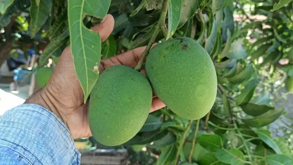 Himsagar_and_Kishan_Bhog_Mangoes_(Grafted)_Plant_&_Tree_||Hybrid_Plant-_1.5-2.5_Ft._Height_||_King_Of_Mango_Grafted_Plant_Original_Variety