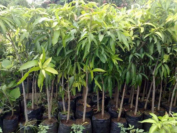 Himsagar_and_Kishan_Bhog_Mangoes_(Grafted)_Plant_&_Tree_||Hybrid_Plant-_1.5-2.5_Ft._Height_||_King_Of_Mango_Grafted_Plant_Original_Variety