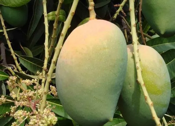 Himsagar_and_Kishan_Bhog_Mangoes_(Grafted)_Plant_&_Tree_||Hybrid_Plant-_1.5-2.5_Ft._Height_||_King_Of_Mango_Grafted_Plant_Original_Variety