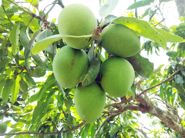 Himsagar_and_Kishan_Bhog_Mangoes_(Grafted)_Plant_&_Tree_||Hybrid_Plant-_1.5-2.5_Ft._Height_||_King_Of_Mango_Grafted_Plant_Original_Variety