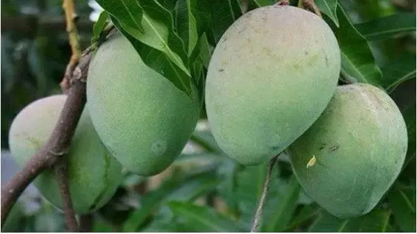 Himsagar_and_Kishan_Bhog_Mangoes_(Grafted)_Plant_&_Tree_||Hybrid_Plant-_1.5-2.5_Ft._Height_||_King_Of_Mango_Grafted_Plant_Original_Variety