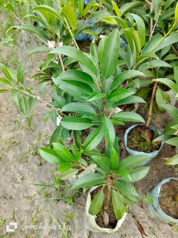 Thai_Cricket_Ball_Chikoo_Sapota_Grafted_Fruit_Plant