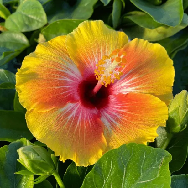 Cosmic_Dancer_Hibiscus_Outdoor_Plant