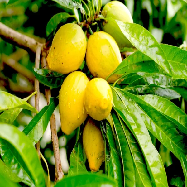 Egg_Fruit_Grafted_Plant_Without_Pot