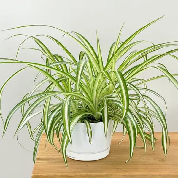 Spider_Plant_Without_Pot_|_Indoor_Air_Purifying_Plant_|_Pack_of_1