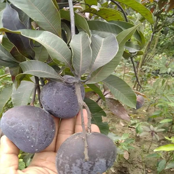 Kosturi_Mango_Grafted_Plant