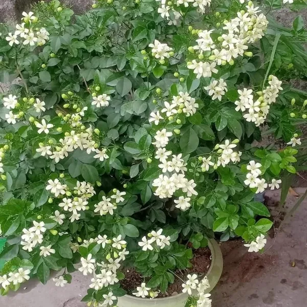 Madhu_Kamini_Satin_Wood_Kunti_Fragrant_Shrubs_Flower_Plant_(1-2_Feet_Height)