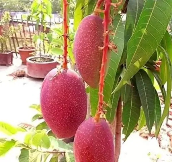 Miyazaki_Mango_Organic_Fruit_Plant_(Bangla_Grafted)