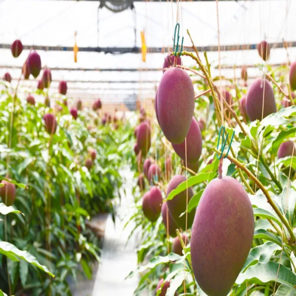 Miyazaki_Mango_Organic_Fruit_Plant_(Bangla_Grafted)