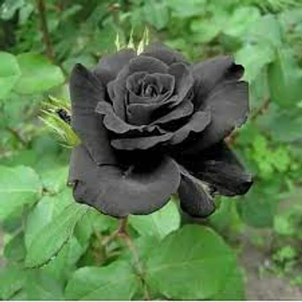 Black_Rose_Outdoor_Plant