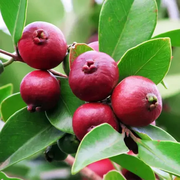 Strawberry_Guava_Grafted_Plant