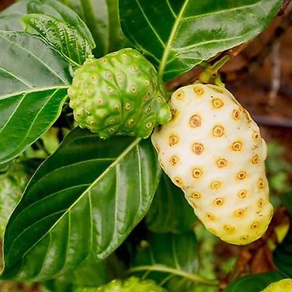 Noni_Fruit_Hybrid_Plant_Without_Pot