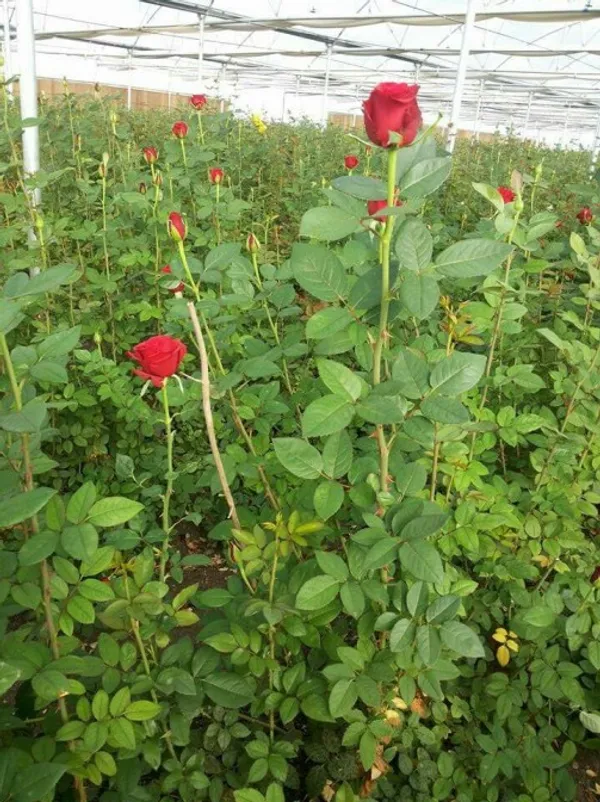 Red_Douch_Rose