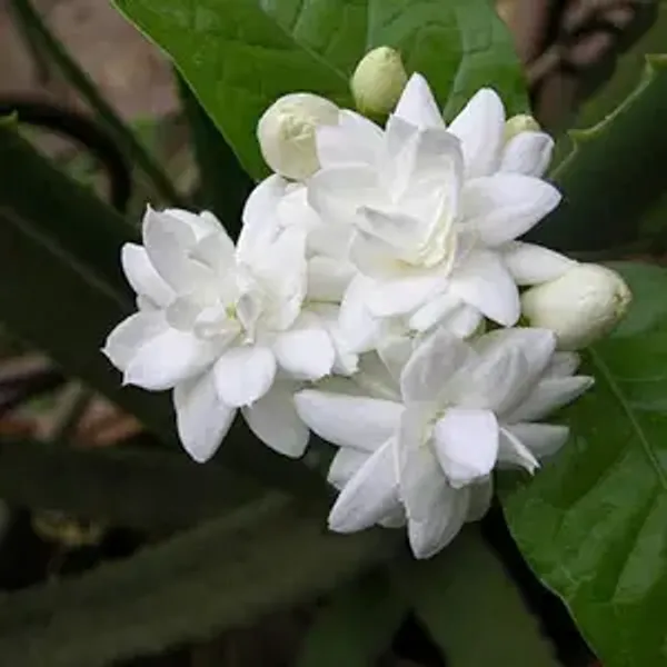 Jasmine_Flowering_Plant
