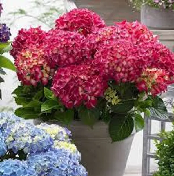 Hydrangea_Red_Mix_Flower_Plant_Without_Pot