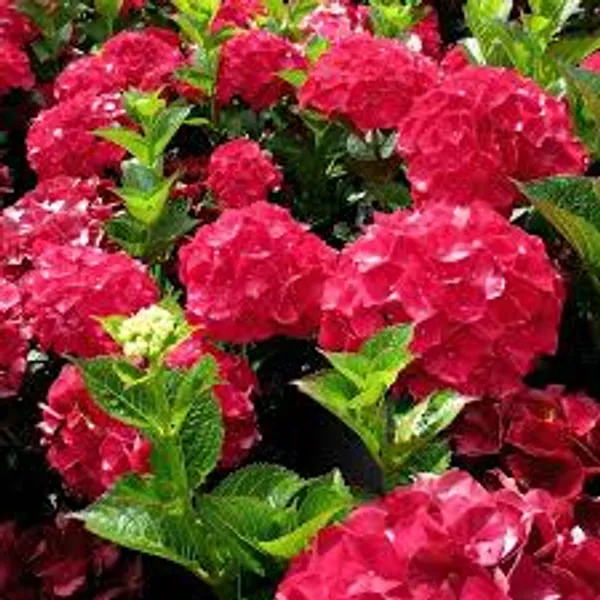 Hydrangea_Red_Mix_Flower_Plant_Without_Pot