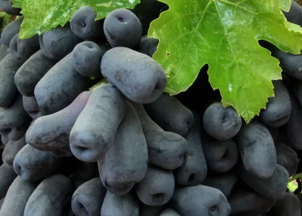 Moon_Drop_Seedless_Hybrid_Grapes_Fruit_Plant_(Pack_Of_1)
