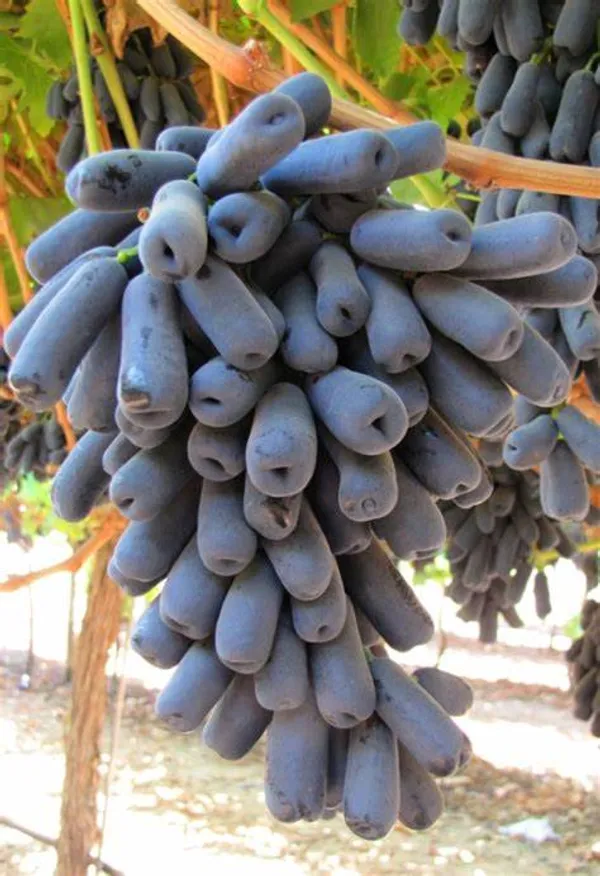 Moon_Drop_Seedless_Hybrid_Grapes_Fruit_Plant_(Pack_Of_1)