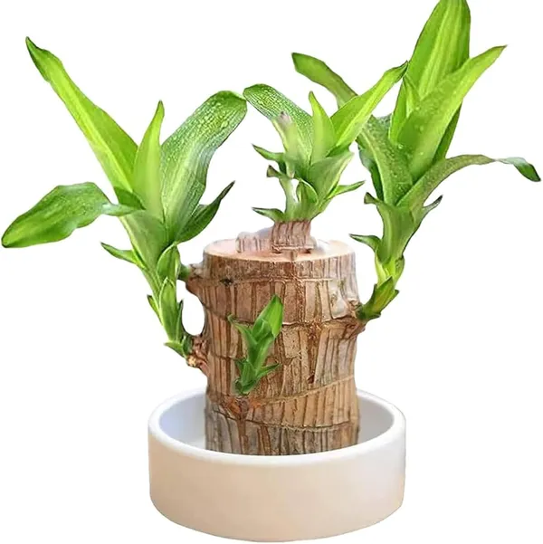 Brazil_Lucky_Wood_(Paubrasilia_echinata)_-_Indoor_Plant_With_Air_Purification_Capabilities_|_Bless_Your_Home_With_Luck