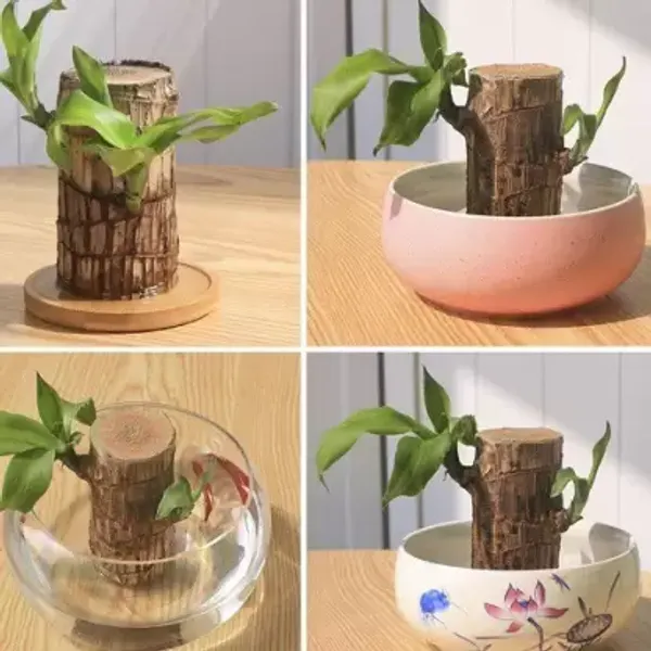 Brazil_Lucky_Wood_(Paubrasilia_echinata)_-_Indoor_Plant_With_Air_Purification_Capabilities_|_Bless_Your_Home_With_Luck