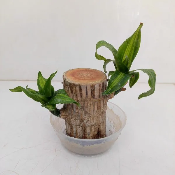 Brazil_Lucky_Wood_(Paubrasilia_echinata)_-_Indoor_Plant_With_Air_Purification_Capabilities_|_Bless_Your_Home_With_Luck