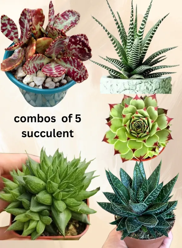 OrchidZone Combo of 5 Succulent Plants Price in India Buy OrchidZone