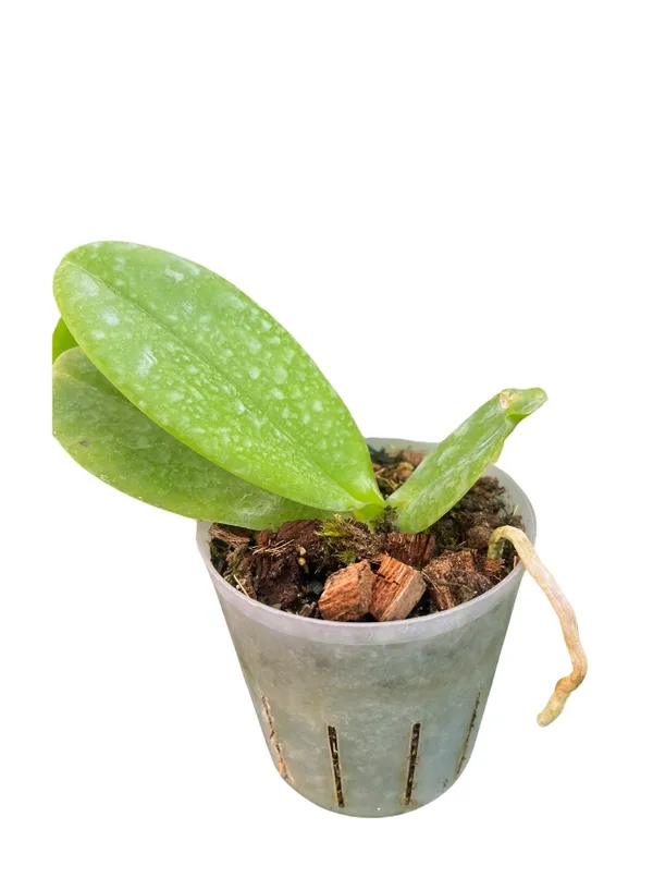 Phalaenopsis_polka_dots_Plant